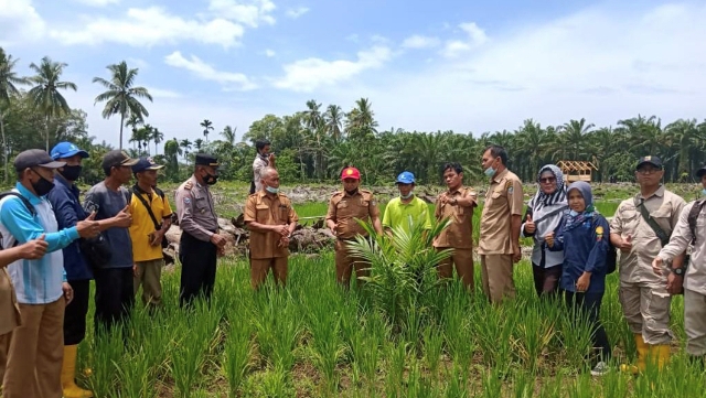 Replanting Sawit, Petani Diminta Tumpang Sari