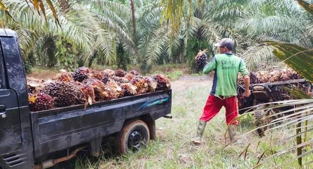 Uni Eropa Diminta Adil Perlakukan Kelapa Sawit Indonesia