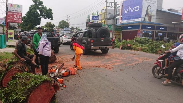 Pohon Tumbang Akibat Angin Kencang, Arus Lalu Lintas Sempat Terganggu