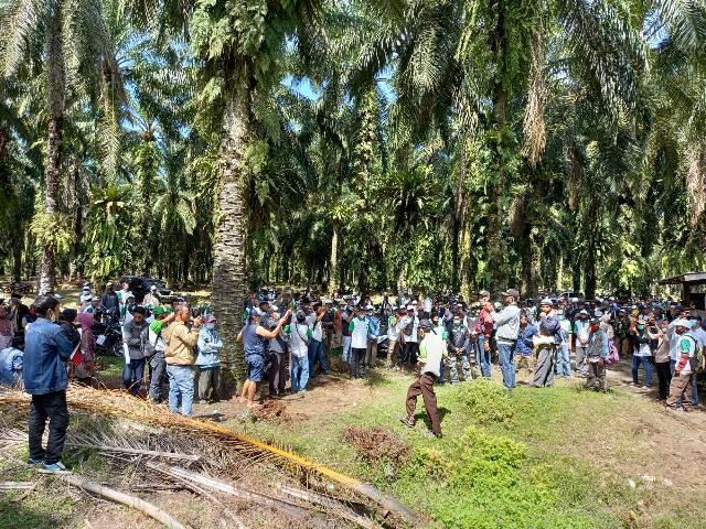 Massa Aksi HKTI Tanami Sawit di Lahan HGU PT Agri Andalas Seluma