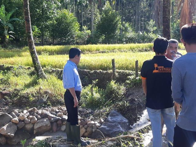 Banjir Terjang Belasan Hektar Sawah Siap Panen di Lebong, Bupati Kopli Minta OPD Tangani