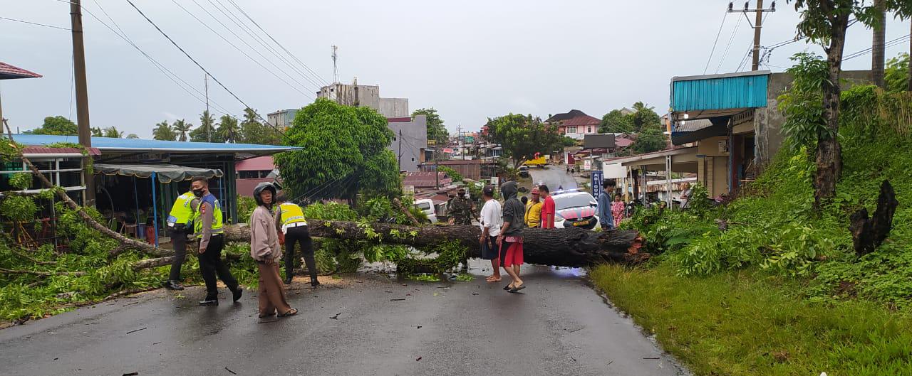 Dihantam Angin Kencang, Pohon Tumbang Tutup Akses Jalan Kalimantan