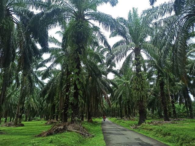 Replanting di Kabupaten Bengkulu Selatan Berjalan Lambat