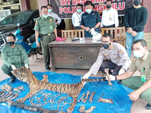 Kulit dan Tulang Harimau Sumatera Dihargai Rp 80 Juta