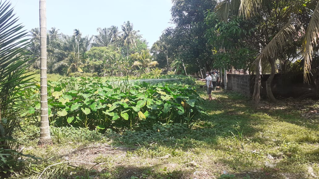 Ular Phyton di eks Taman Remaja Gagal Dievakuasi BKSDA, Warga Was-was