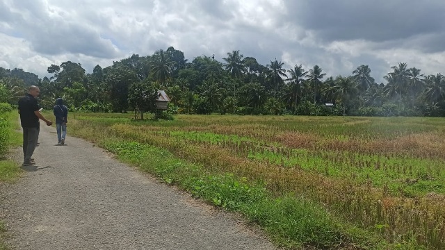 Ratusan Hektare Sawah di Bengkulu Selatan Terancam Gagal Tanam