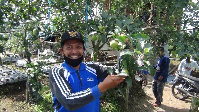Petani Rejang Lebong Sulap Bekas Kebun Kopi jadi Kebun Apel, Dibuka untuk Agrowisata