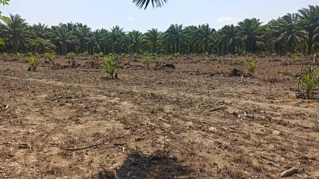 Klaim Lahan Replanting Memang Kebun Sawit di Desa Padang Jawi