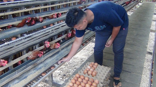 Usaha Ayam Petelur Tak Terpengaruh Pandemi
