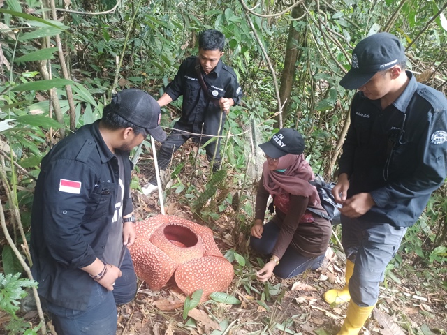 Taman Bunga Rafflesia Dibuka Lagi, Pengunde: Masih Kurang Perhatian Pemerintah