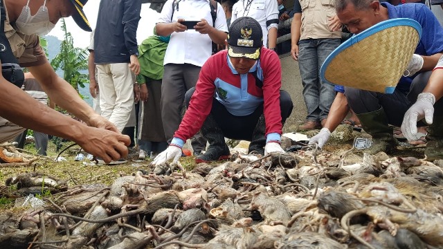 Hadiah Bunuh Tikus Jadi Harapan Warga, Tiga Bulan Pemkab Bayar Rp 250 Juta