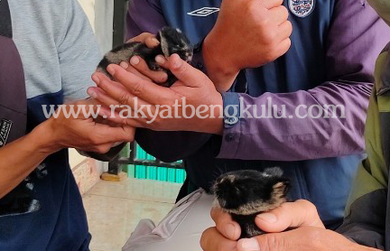 Kelinci Sumatera Hampir Punah