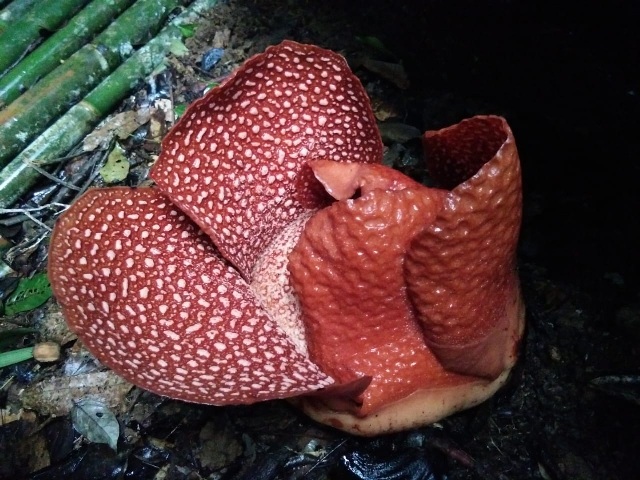 Rafflesia Mekar di Liku Sembilan, Butuh Pos Jaga dan Akses Jalan