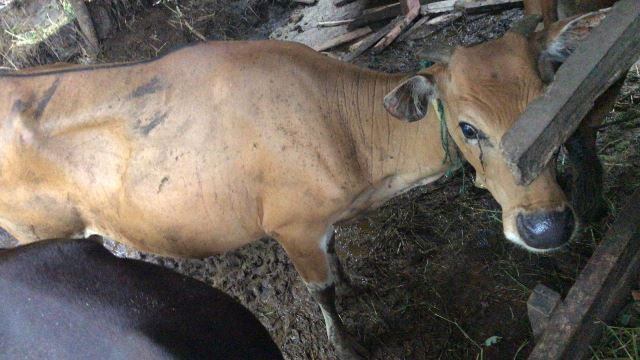 Dua Warga Bengkulu Selatan Maling Sapi di Kaur