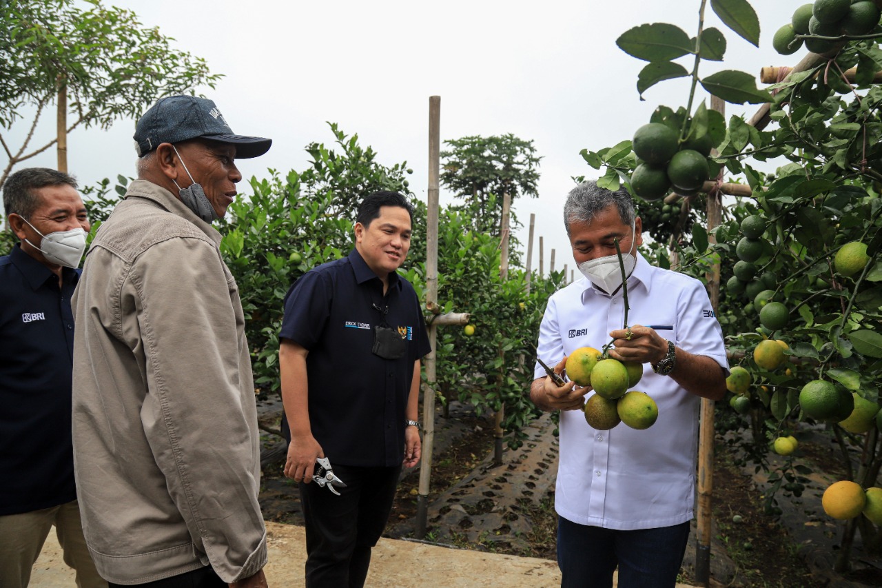 Menteri BUMN Kunjungi Petani Jeruk Binaan BRI