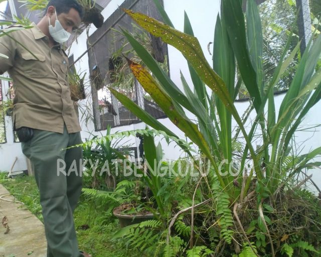 Anggrek Pensil DDTS  Tersisa Satu Titik Sebaran