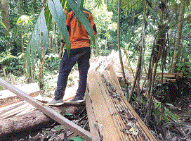 Illegal Logging Masih Terjadi Muara Sahung
