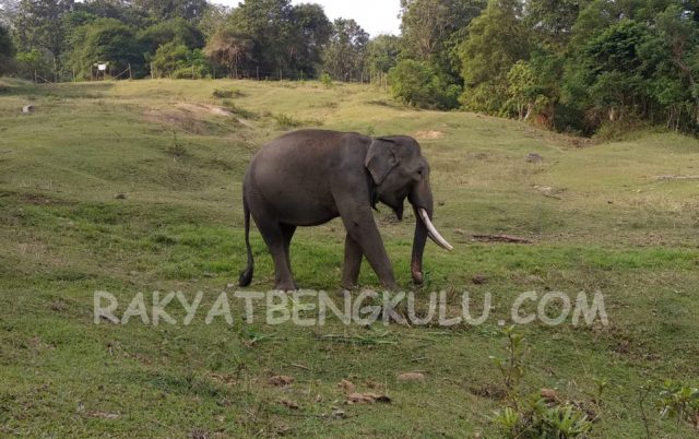 Warning! Gajah Sumatera di Hutan Bengkulu Tak Sampai 50 Ekor