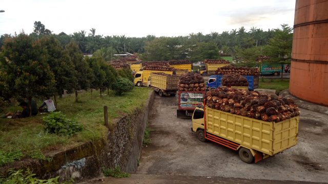 Harga TBS sudah Menyentuh Seribu Rupiah, Surat “Sakti” Gubernur Dinanti