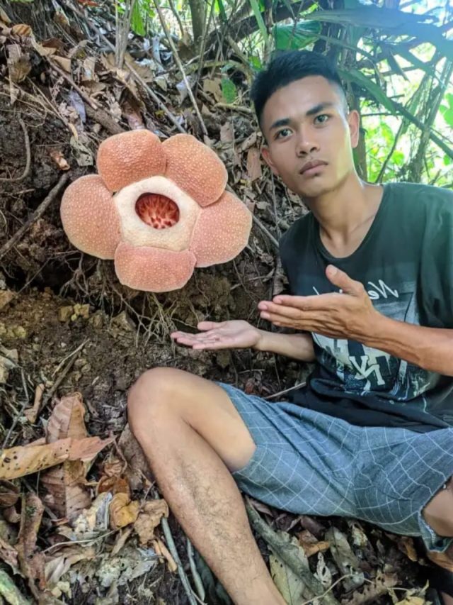 Pekan Ini, Puluhan Bonggol Rafflesia di Kelam Tengah Akan Mekar