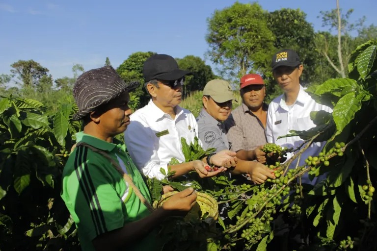 DTPHP Provinsi Dorong Petani Kopi Gunakan Pupuk Organik    