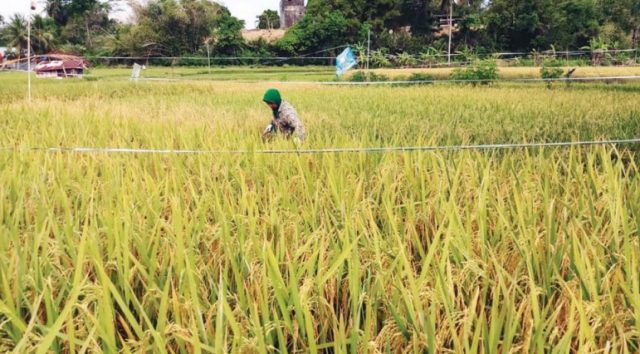 Harga Gabah Rp 4.300/Kg, Petani Meradang