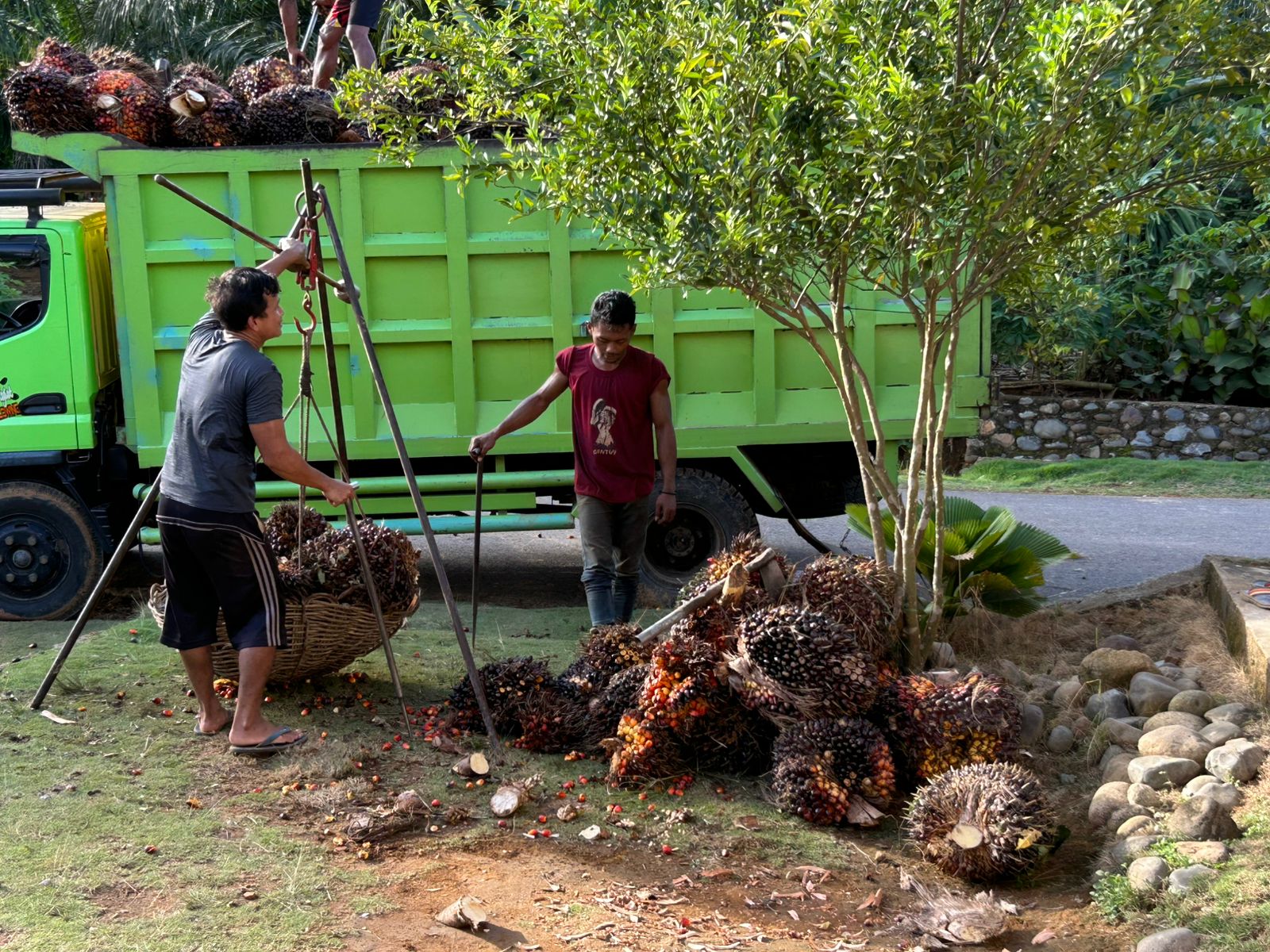 Harga Sawit Naik Lagi! TBS di Mukomuko Tembus Rp 2.830 per Kg
