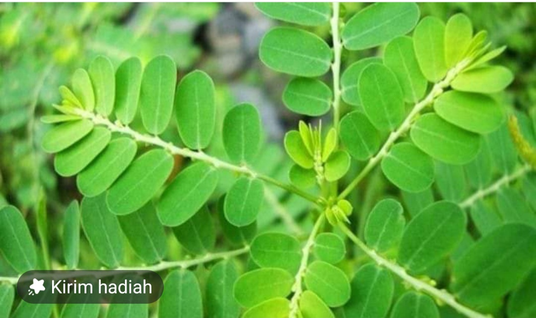 Pupuk Nabati dari Daun Kelor Penyubur Tanaman, Begini Cara Buatnya