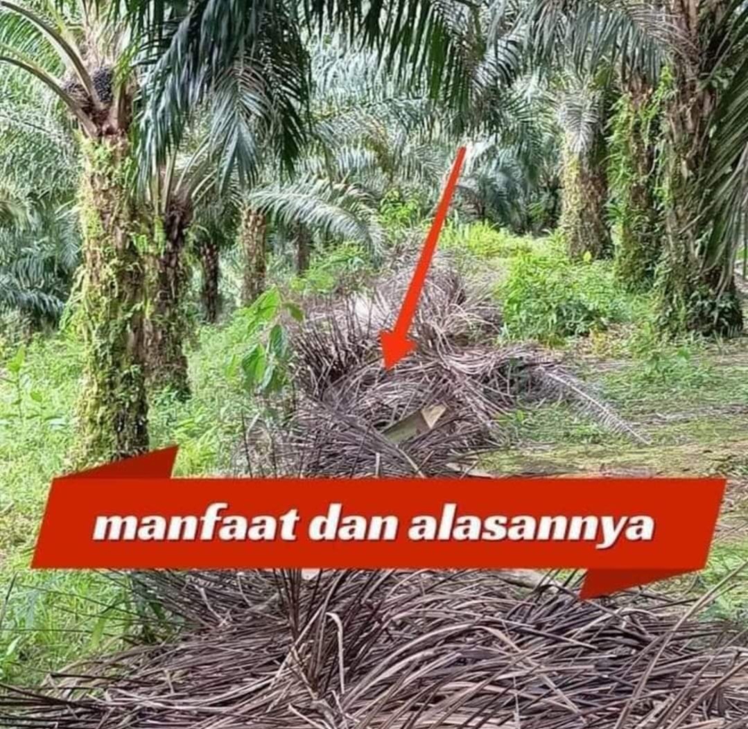 Jangan Dibuang! Manfaatkan Pelepah Kelapa Sawit Kering, Salah Satunya Dapat Menjadi Pupuk