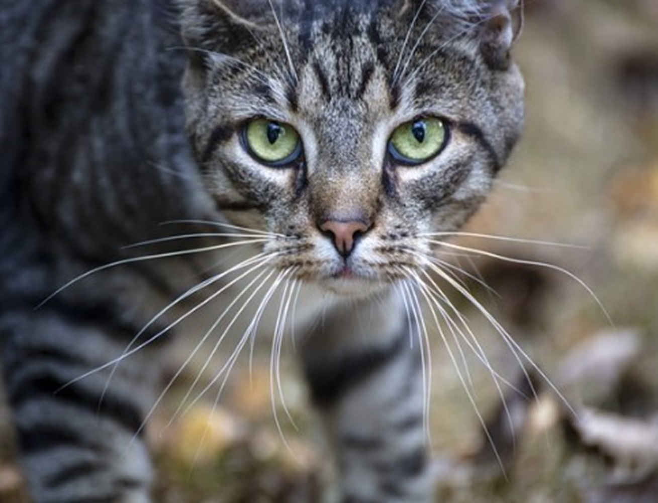 Sebagai Alat Keseimbangan Tubuhnya, Pertimbangkan Bila Ingin Mencabut Kumis Kucing
