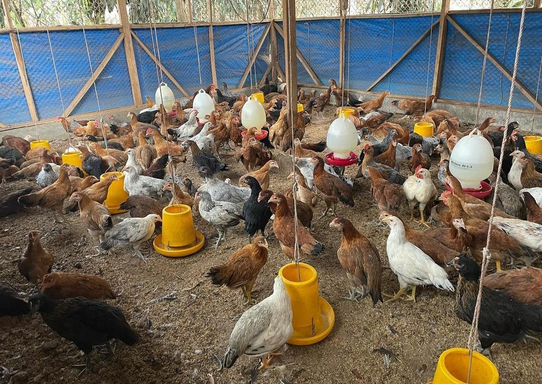 Berbeda dengan Anakan, Begini Tips Benar Pemberian Pakan pada Ayam Kampung Dewasa