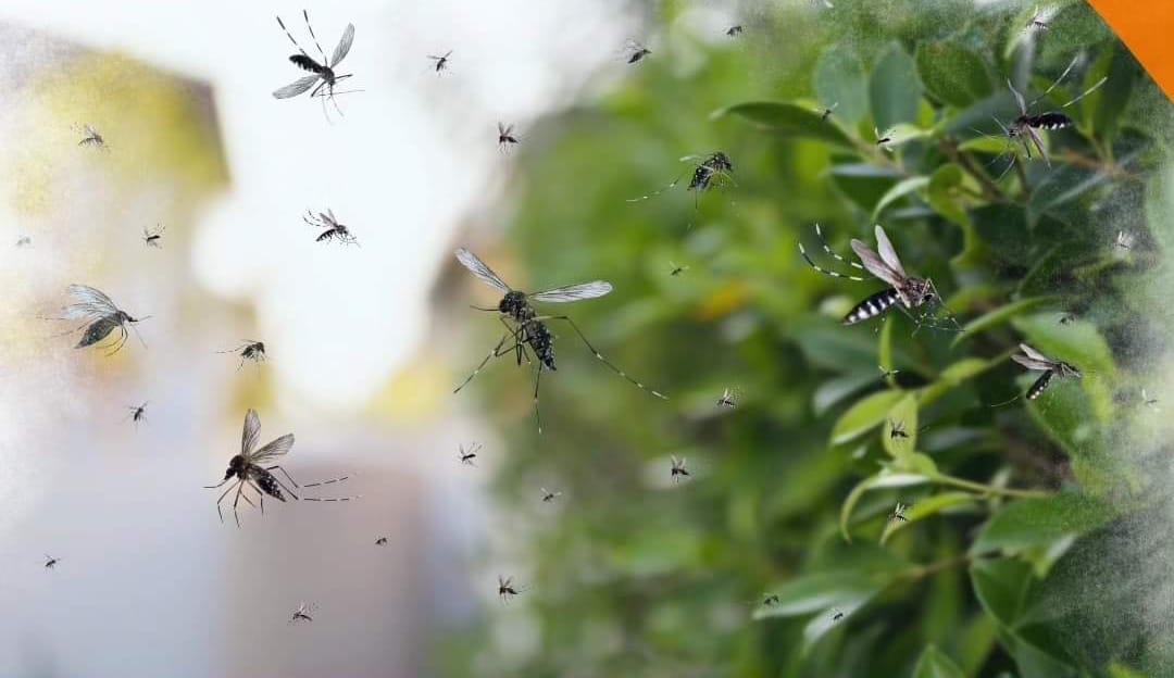 Tren Perkembangbiakan Nyamuk Aedes Aegypti Meningkat, Kenali Cara Pencegahan DBD