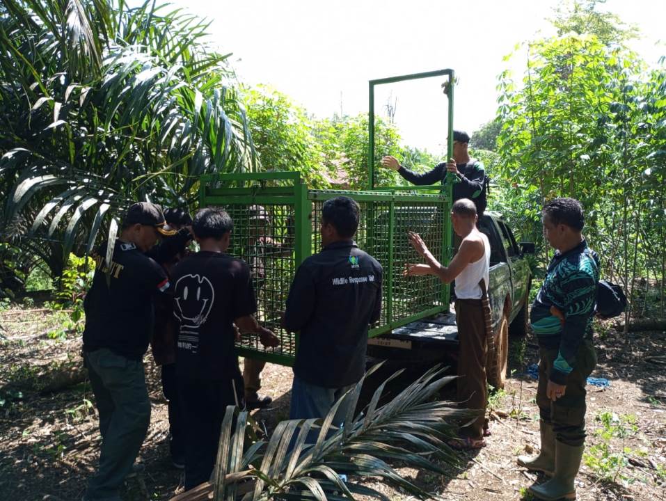 Jejak Harimau Terdeteksi di Perkebunan, BKSDA Bengkulu Pasang Perangkap di PTPN VII Padang Pelawi