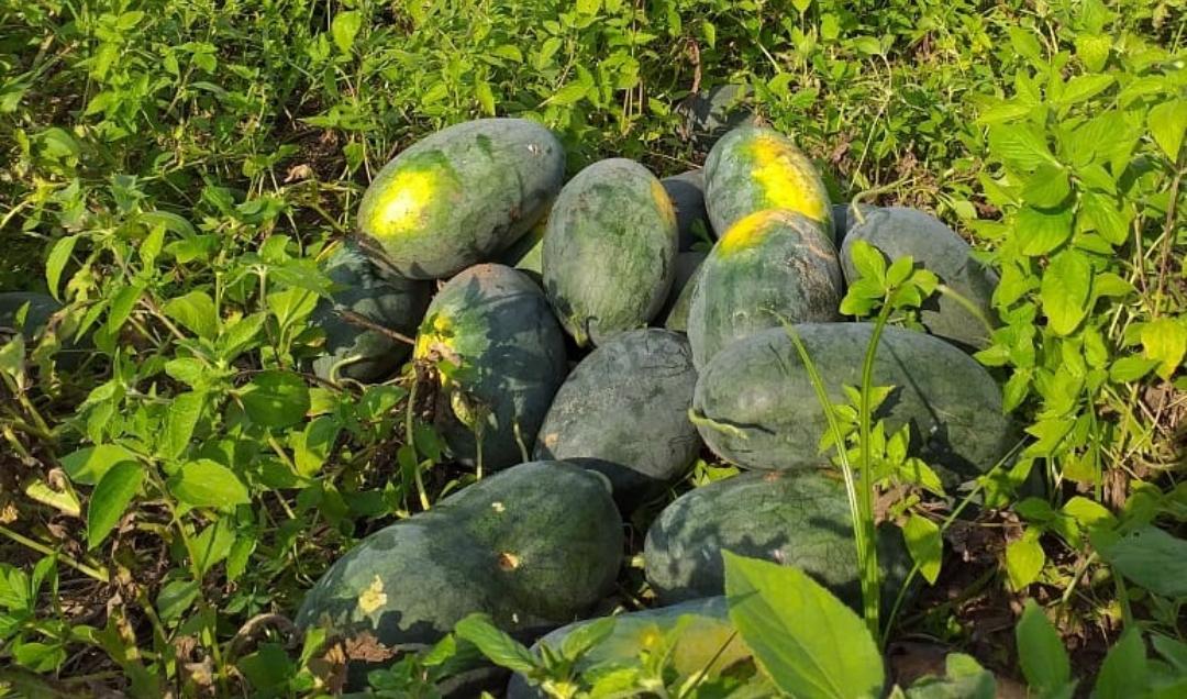 7 Cara dan Waktu yang Tepat untuk Memanen Buah Semangka