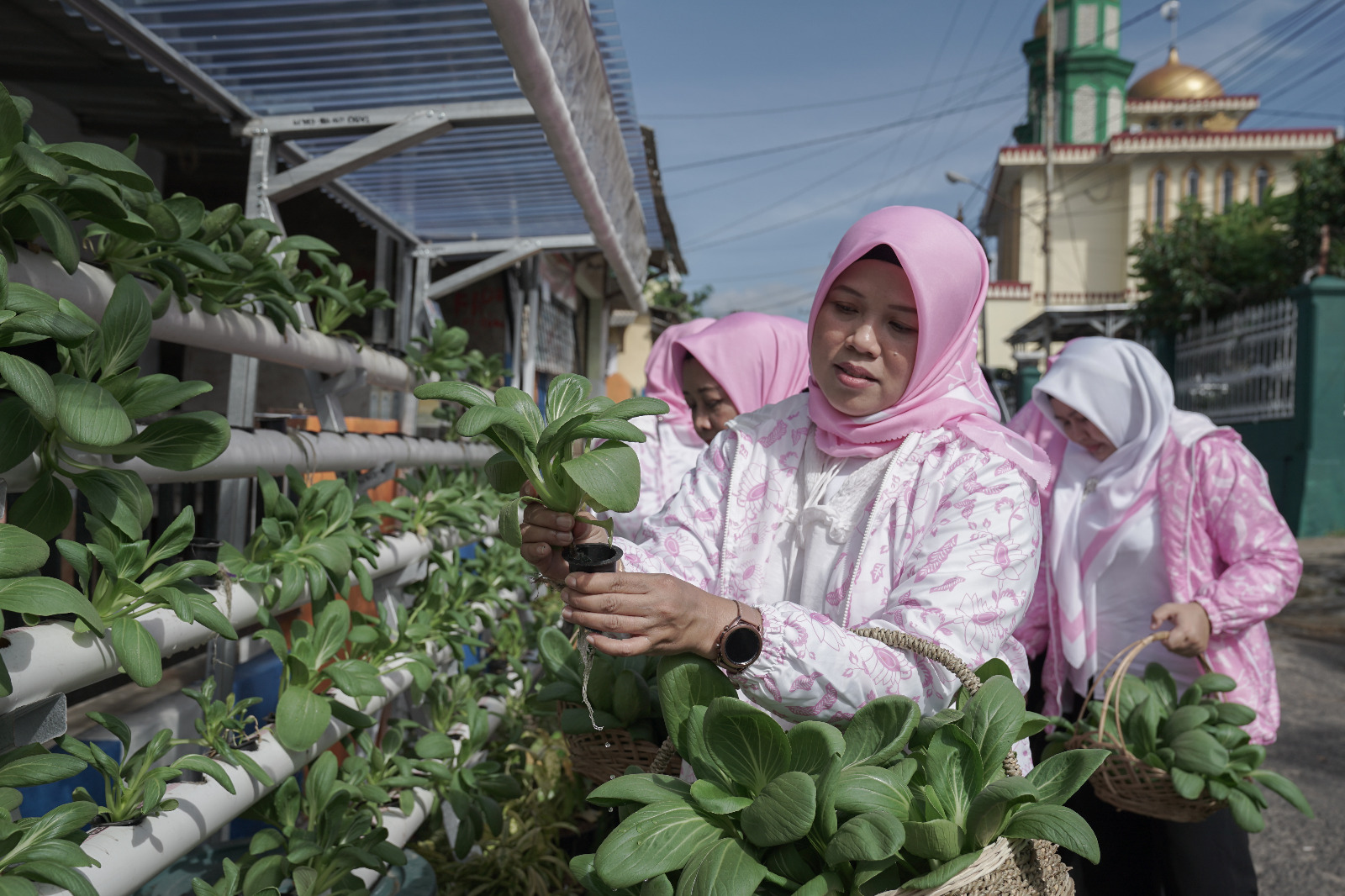 Program BRInita Sulap Lahan Sempit Jadi Urban Farming yang Produktif
