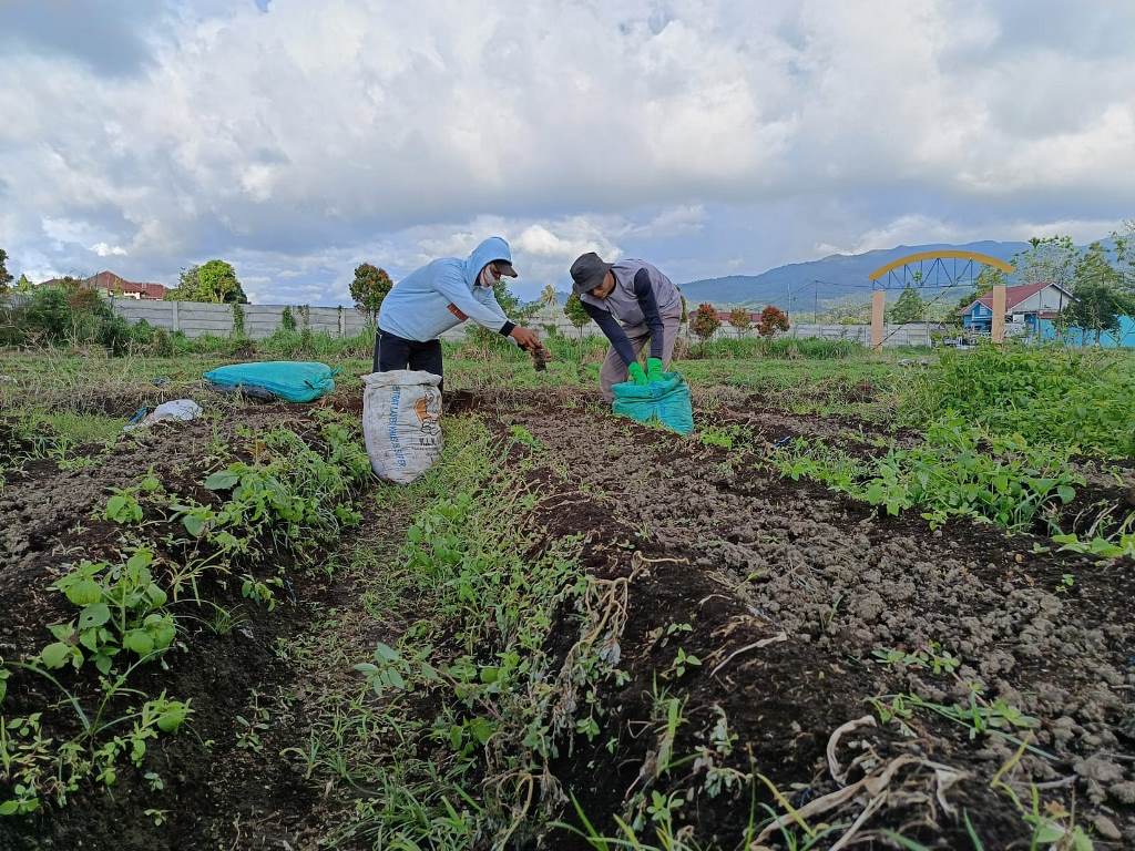 Kelompok Tani Jadi Solusi Hemat Biaya Olah Lahan Saat Harga Sayuran Anjlok