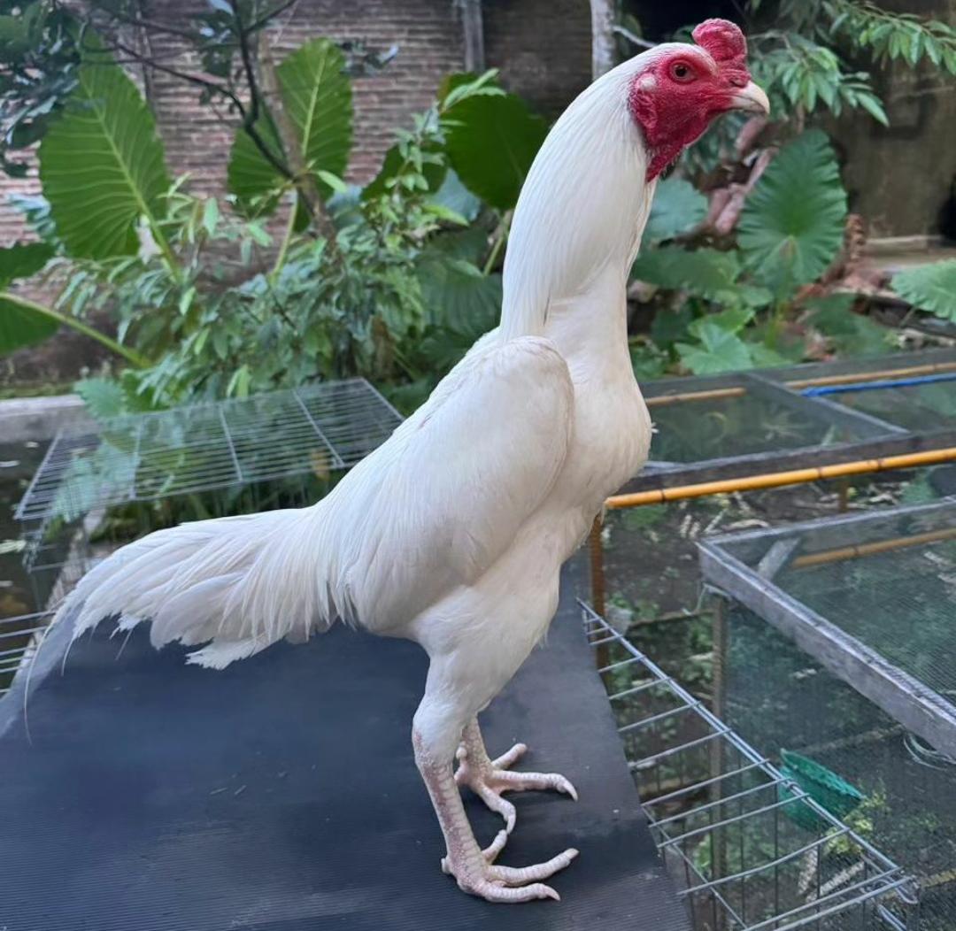 Tips Merawat Kaki dan Kulit Ayam Bangkok agar Sehat dan Terhindar dari Penyakit