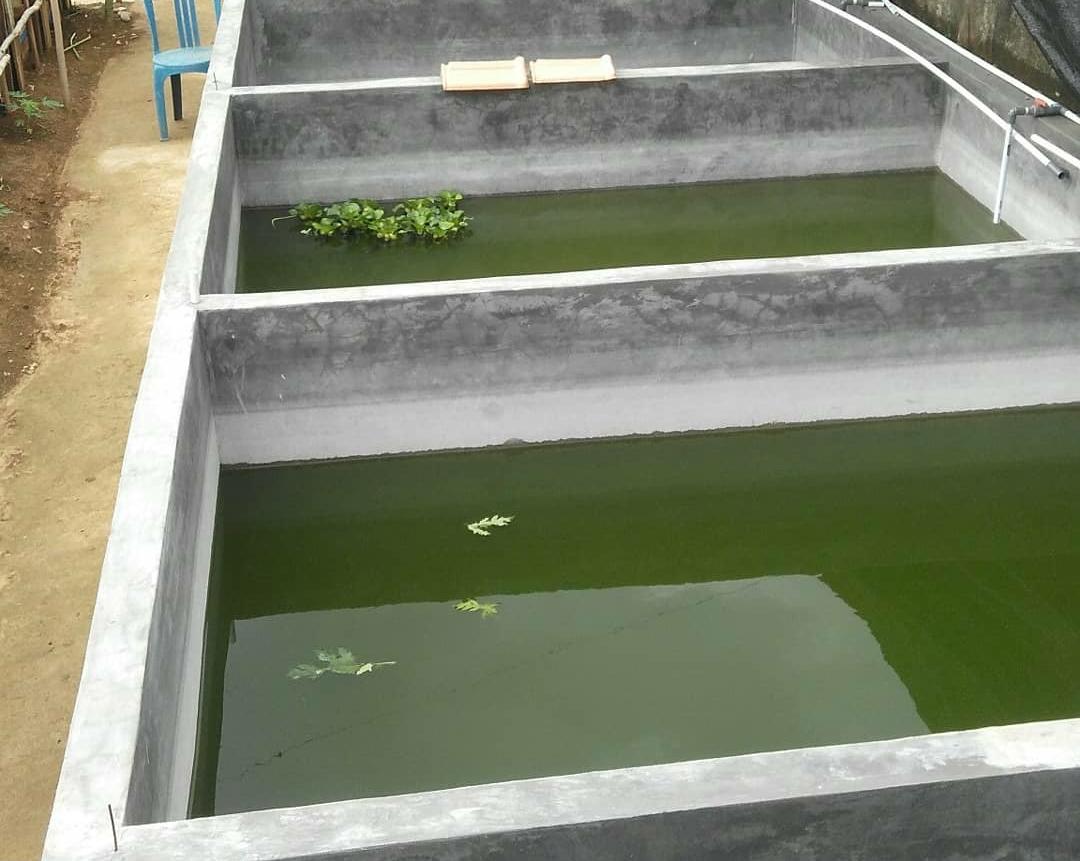 4 Keunggulan Budidaya Ikan Lele dalam Kolam Beton, Lebih Gampang Mengontrol Penyebaran Penyakit