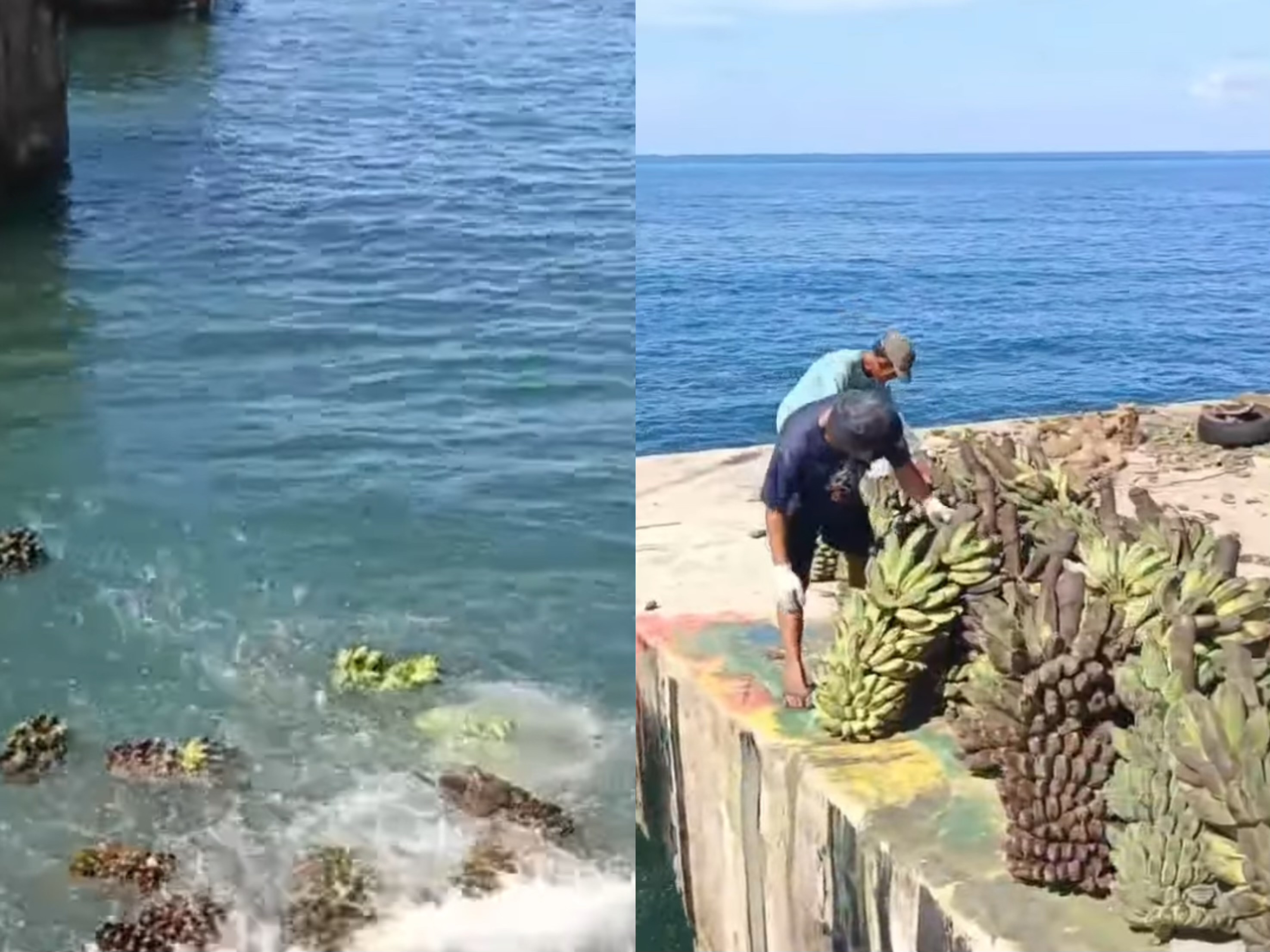 Viral! Petani Buang Pisang ke Laut, Pulau Enggano Kembali Lumpuh Petani Merugi