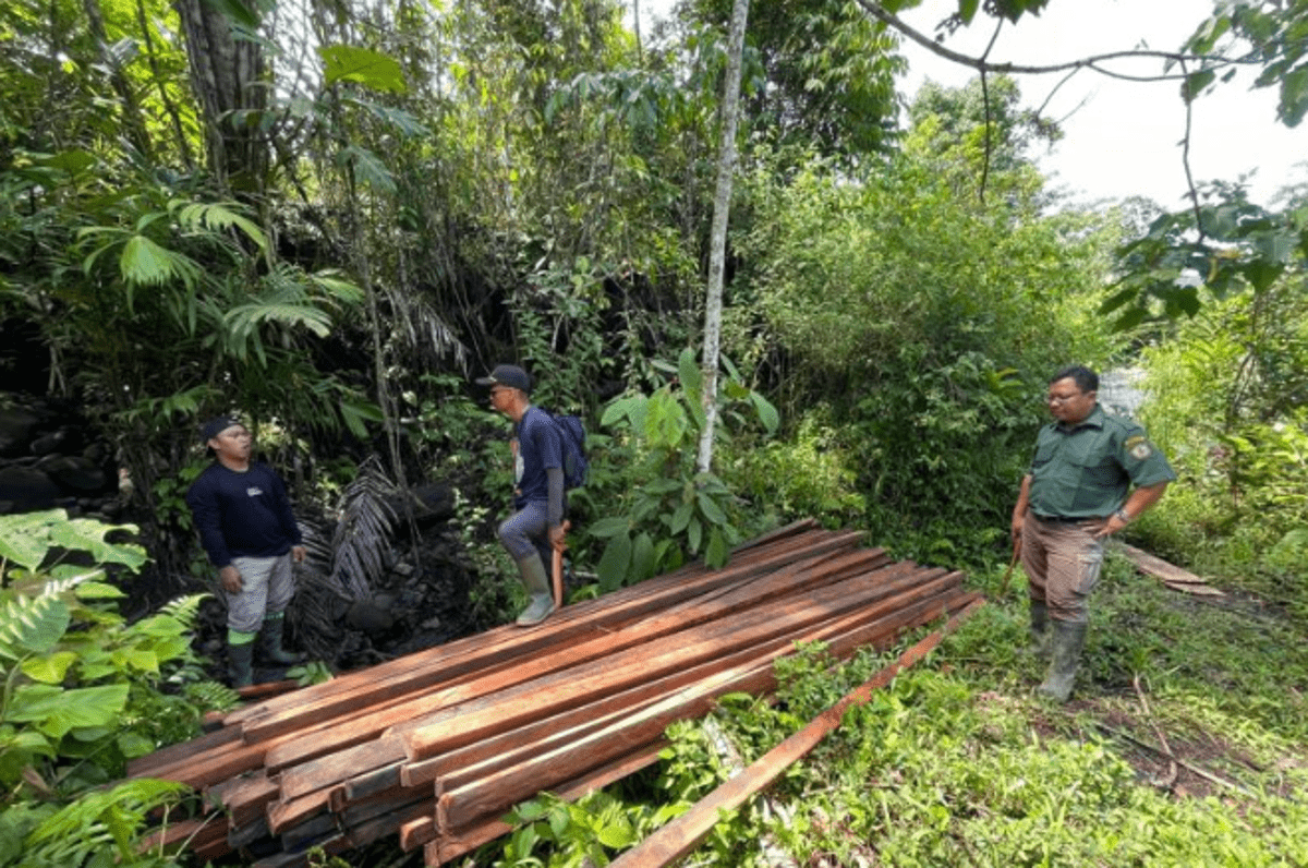 TNKS Bengkulu-Sumsel Ungkap Temuan Ratusan Potong Kayu, Diduga dari Pembalakan Liar