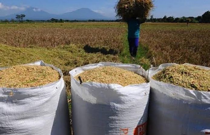 Harga Gabah Kering di Mukomuko Kembali Menguat, Tertinggi Capai Rp7.100 per Kilogram
