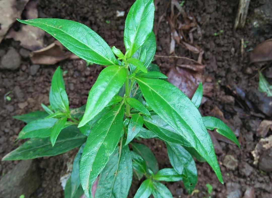 8 Manfaat Daun Sambiloto yang Ampuh Menurunkan Demam