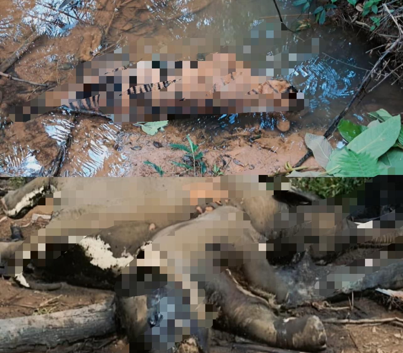 Gajah dan Harimau Mati Berdekatan, Aktivis Soroti Bukti Kerusakan Habitat di Mukomuko