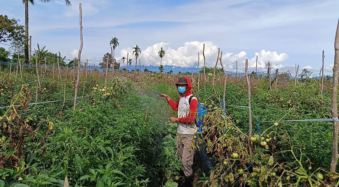 12 Unsur Hara Penting untuk Tanaman Hortiultura yang Wajib Diketahui Petani