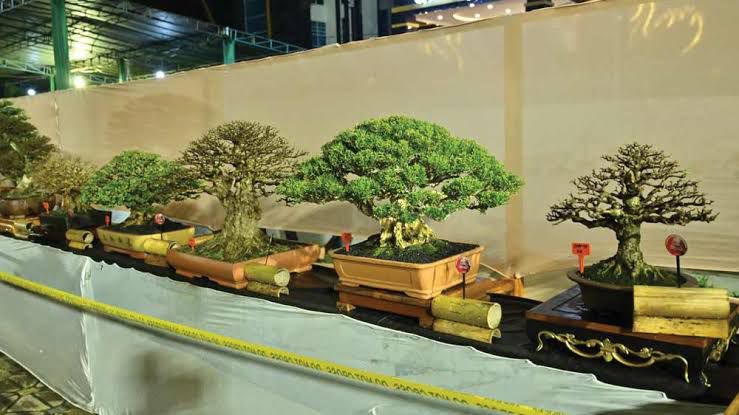Daftarkan Bonsaimu! Pameran dan Kontes Bonsai HUT Rakyat Bengkulu ke-24 Segera Digelar