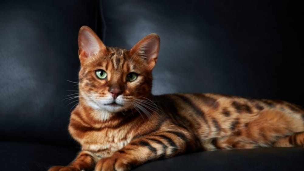 7 Cara Merawat Kucing Ras Bengal yang Dijuluki Si Kucing Mahal