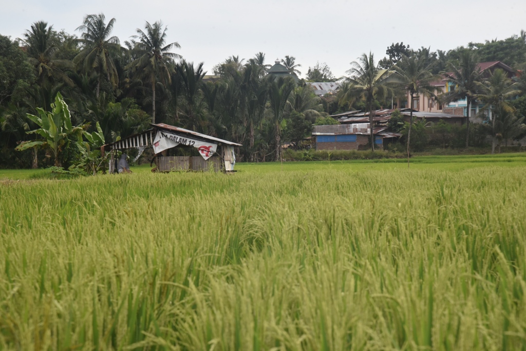 Dorong Produktivitas Sayur dan Padi, Bengkulu Usulkan 49 Ton Pupuk Organik ke Pusat