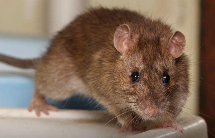 8 Cara Efektif Mengatasi Tikus yang Sering Muncul di Dalam Rumah