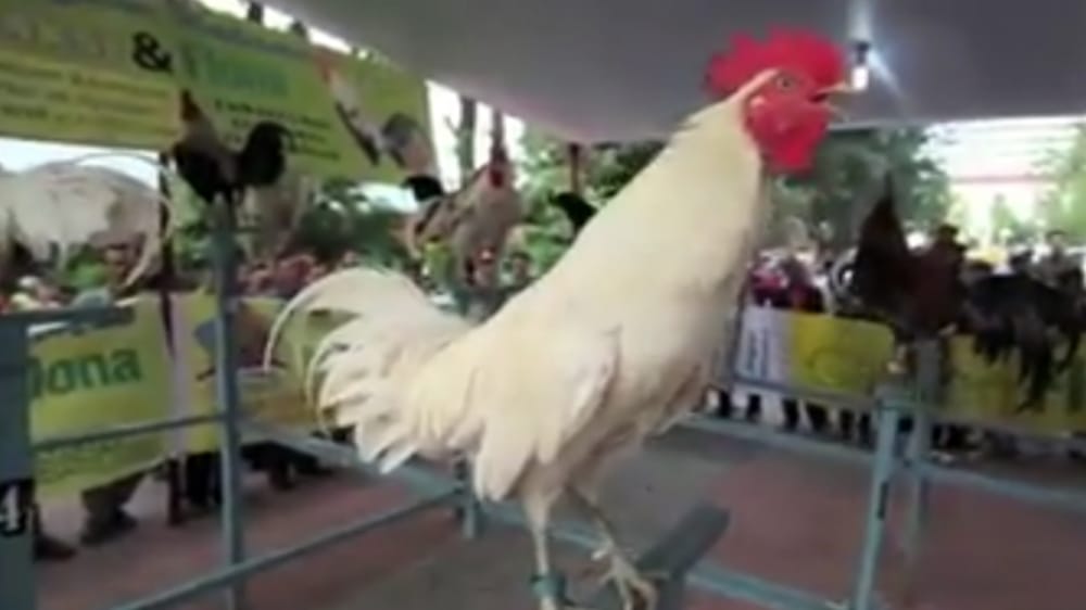 Mirip Ketawa Manusia, Sejarah Serta Hal Unik Ayam Ketawa Ras Asli Indonesia