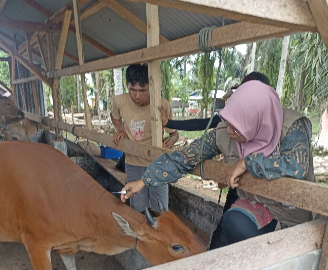 Meningkatnya Kasus Penyakit Ngorok di Bengkulu Selatan, Dinas Pertanian Lakukan Vaksinasi Massal